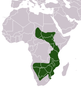 Utbredelseskart for Savanneskjelldyr