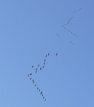 <span class="mw-page-title-main">Flocking</span> Swarming behaviour of birds when flying or foraging