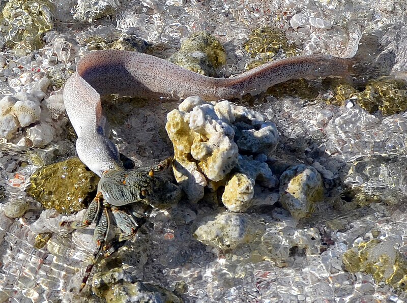 File:Gymnothorax pictus hunting crab 3.JPG