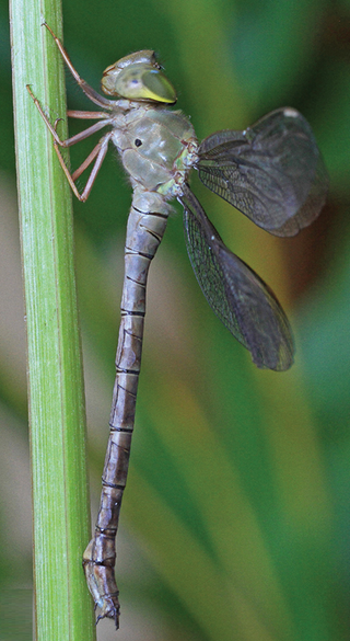 <i>Gynacantha villosa</i> Species of dragonfly