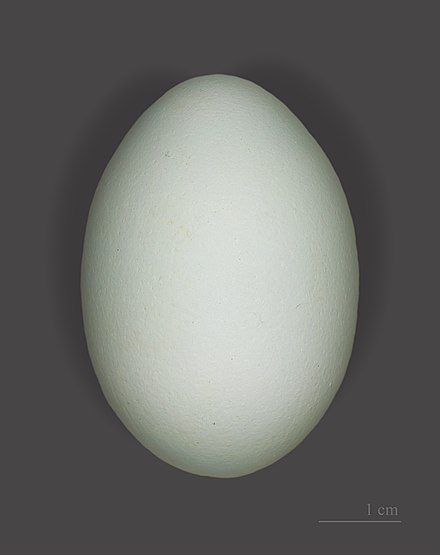 Почему яйца серые. Яйцо. Яйца Цапли. Серые яйца. Яйцо куриное.