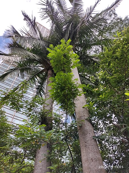 File:HK 中環 Central 金鐘 Admiralty 長江公園 Cheung Kong Park flora green leaves July 2022 Px3 09.jpg