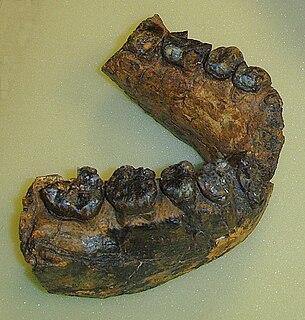 UR 501 est le nom de code d’une mandibule fossile de l'espèce éteinte Homo rudolfensis, découverte en 1991 au Malawi par Tyson Mskika, membre de l'équipe du paléoanthropologue allemand Friedemann Schrenk et de son collègue américain Timothy Bromage.