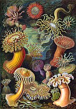 Thumbnail for File:Haeckel Actiniae edit.jpg