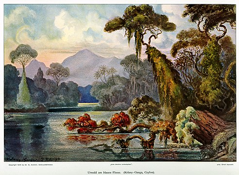 "Haeckel_Ceylon_Jungle_River.jpg" by User:Ragesoss