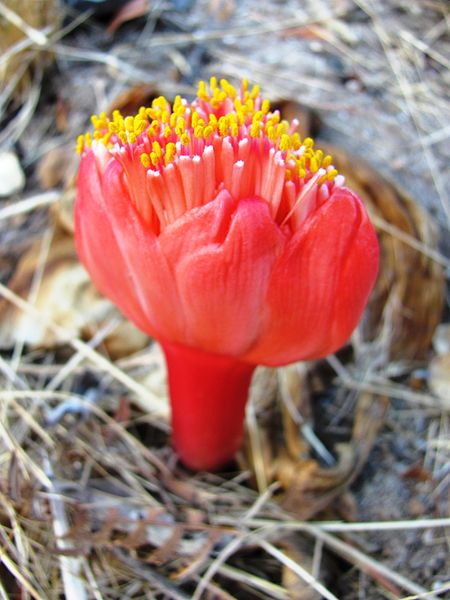 File:Haemanthus sanguineus - Cape Flats vegetation SA2.jpg