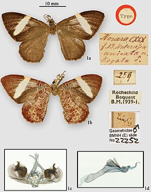 Male lectotype: 1a. dorsal view; 1b. ventral view; 1c. genital capsule and 1d. aedeagus (BMNH slide 22252) Hagnagora anicata.JPG