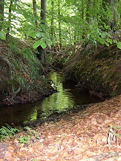 Loddenbach Stockkämpen közelében