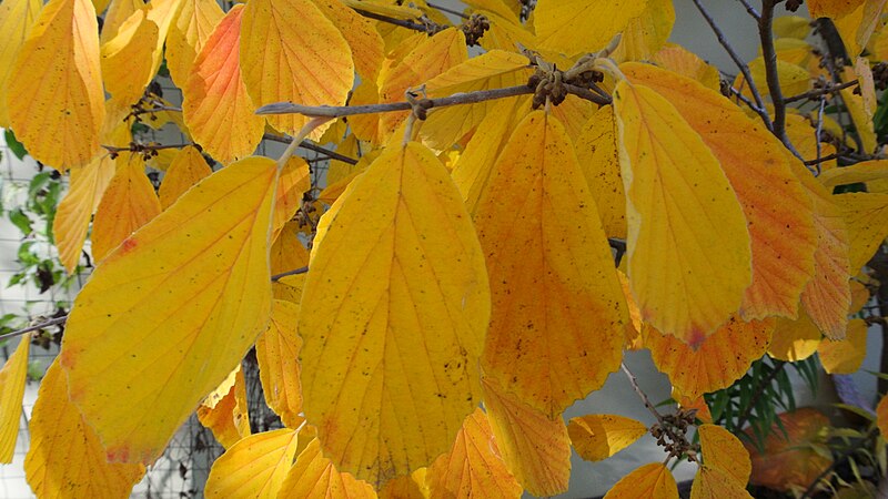 File:Hamamelis × intermedia 'Arnold Promise'.JPG