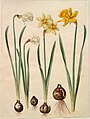 Narcissus pseudonarcissus moschatus, Narcissus ×medioluteus, Narcissus pseudonarcissus major