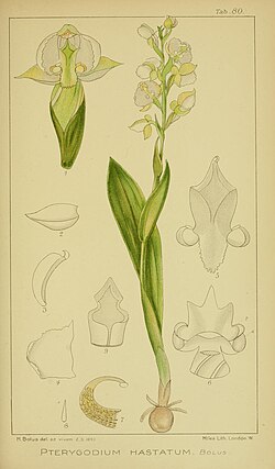 Harry Bolus - Orchids of South Africa - volume III plate 080 (1913).jpg