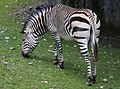 Hartmann-Bergzebra, Equus zebra hartmannae