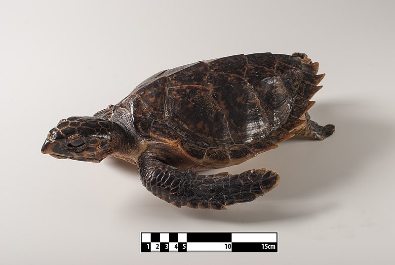 File:Hawksbill Turtle “Eretmochelys imbricata” at MAV-USP.jpg