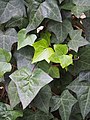 Hedera hibernica 'Albany', Bluszcz irlandzki 'Albany', 2019-06-01