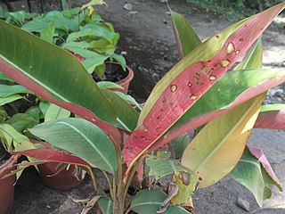 <i>Heliconia indica</i> Species of flowering plant