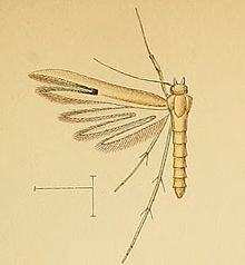 Hellinsia pectodactylus.jpg
