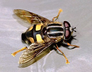 <i>Helophilus seelandicus</i> Species of fly