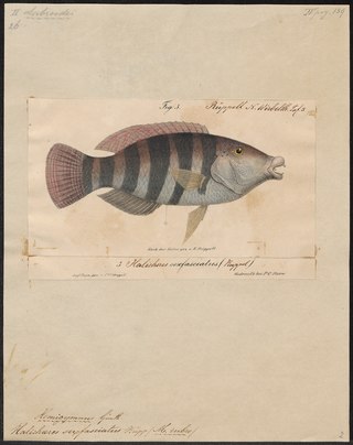 <i>Hemigymnus sexfasciatus</i> Species of fish