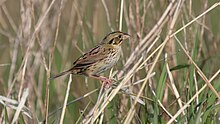 Henslows Sparrow (Ammodramus henslowii) (5752598436)).jpg 