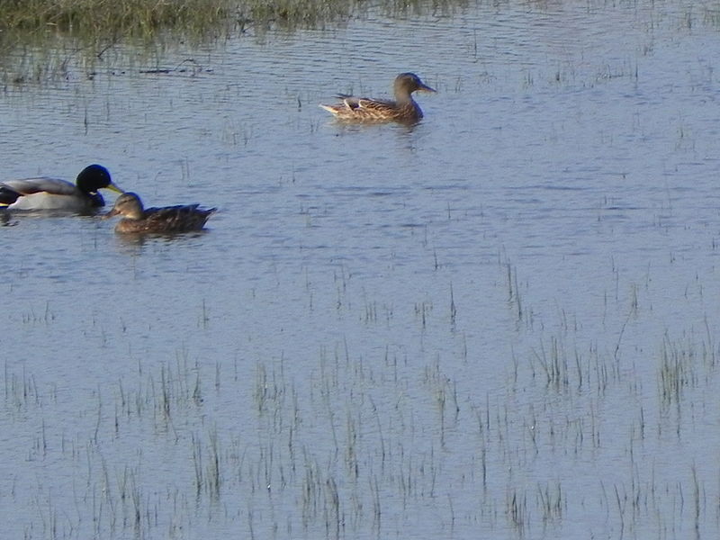 File:Herzliya Park - winter pondDSCN5481.JPG