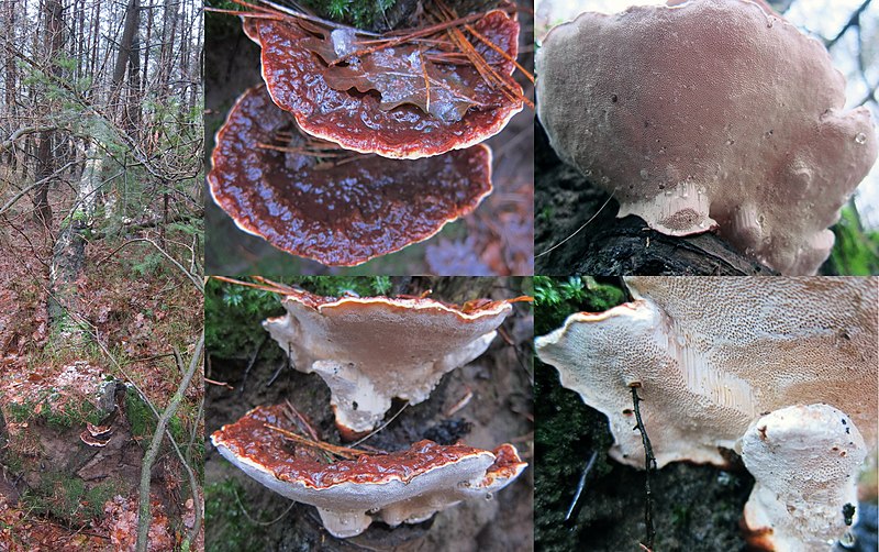 File:Heterobasidion annosum ( Root Rot or Annosum Root Rot, D= Wurzelschwamm, NL= Dennenmoorder) cream spores and causes white root rot, on the roots of a Birch tree at Planken Wambuis - panoramio.jpg