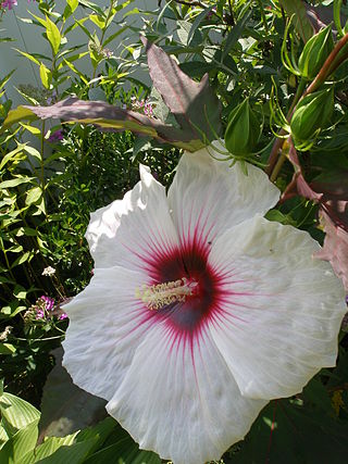 <i>Hibiscus</i> Kopper King Flowering plant cultivar