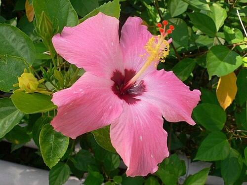 Hibiscus pink fully opened.jpg