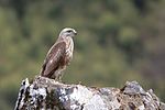 Thumbnail for File:Himalayan Buzzard Pangolakha Wildlife Sanctuary East Sikkim India 12.05.2016.jpg