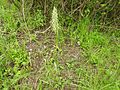 Himantoglossum hircinum Germany - Zeutern