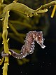 Hippocampus hippocampus (on Ascophyllum nodosum).jpg
