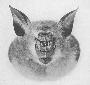 Descrierea imaginii Hipposideros gigas.jpg.