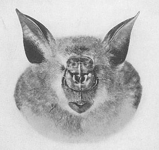 Giant roundleaf bat species of mammal