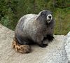 Hoarymarmot tight.jpg