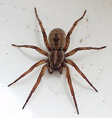 List of common spider species of Australia - Wikipedia