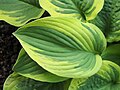 Hosta 'Mama Mia', Funkia 'Mama Mia', 2019-05-24