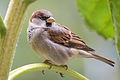 House Sparrow m 2892.jpg