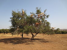 Huile d'argan 003.JPG