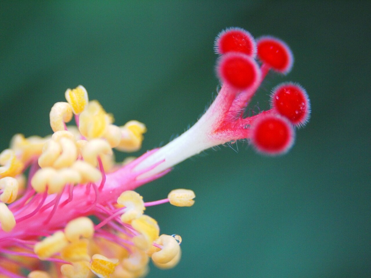 File Hujung Bunga Raya Merah Jpg Wikimedia Commons