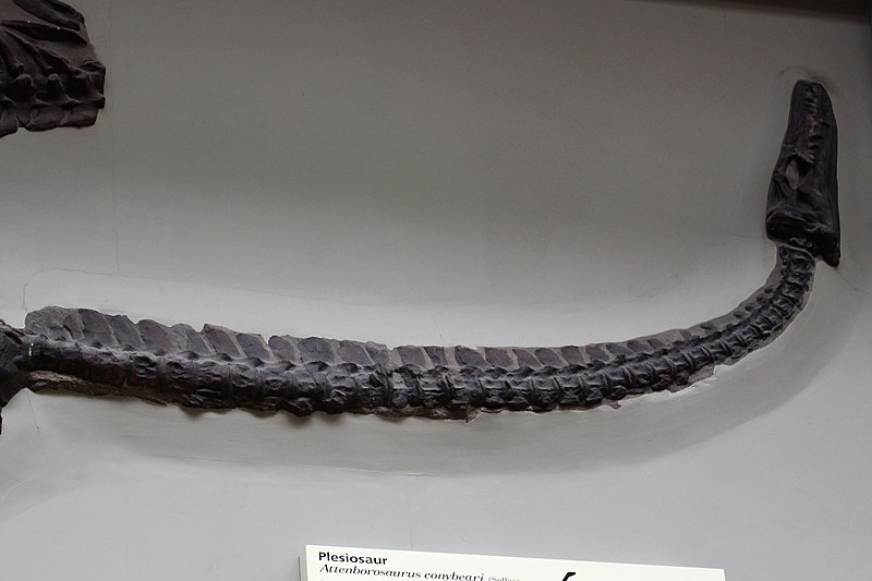 File:Hul - Attenborosaurus conybeari - 3.jpg