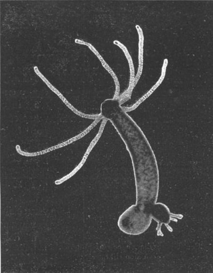 Hydra (genus)