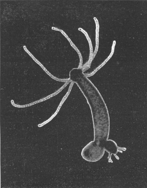 Hydra (genus)