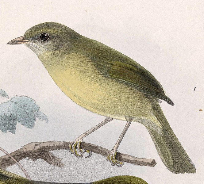 File:Hylophilus flavipes viridiflavus 1902.jpg