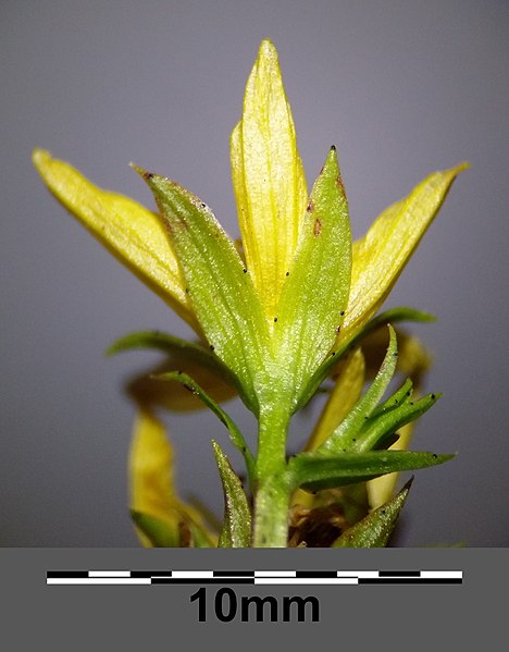 File:Hypericum tetrapterum sl3.jpg