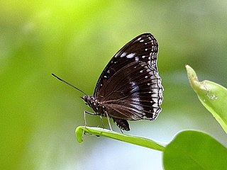 <i>Hypolimnas alimena</i> Species of butterfly