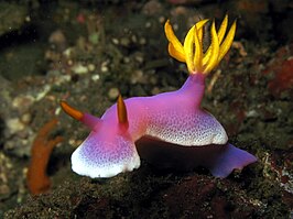 Hypselodoris apolegma