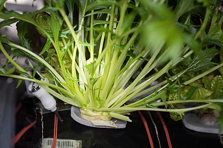 The arugula-like lettuce Mizuna growing for Veg-03