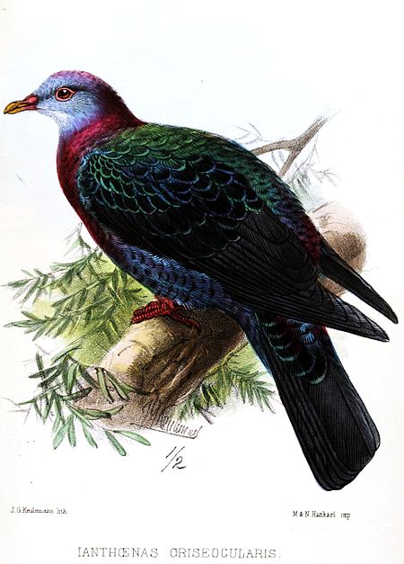 Columba_vitiensis