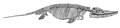 Ichthyosaur Drawing.jpg