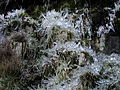Rüzgâr ve su sıçramasıyla oluşmuş buz tanecikleri. Harlech, Galler Ülkesi'nde bir tepe.