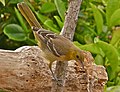 Icterus cucullatus -Morro Bay, California, USA -juvenile-8.jpg